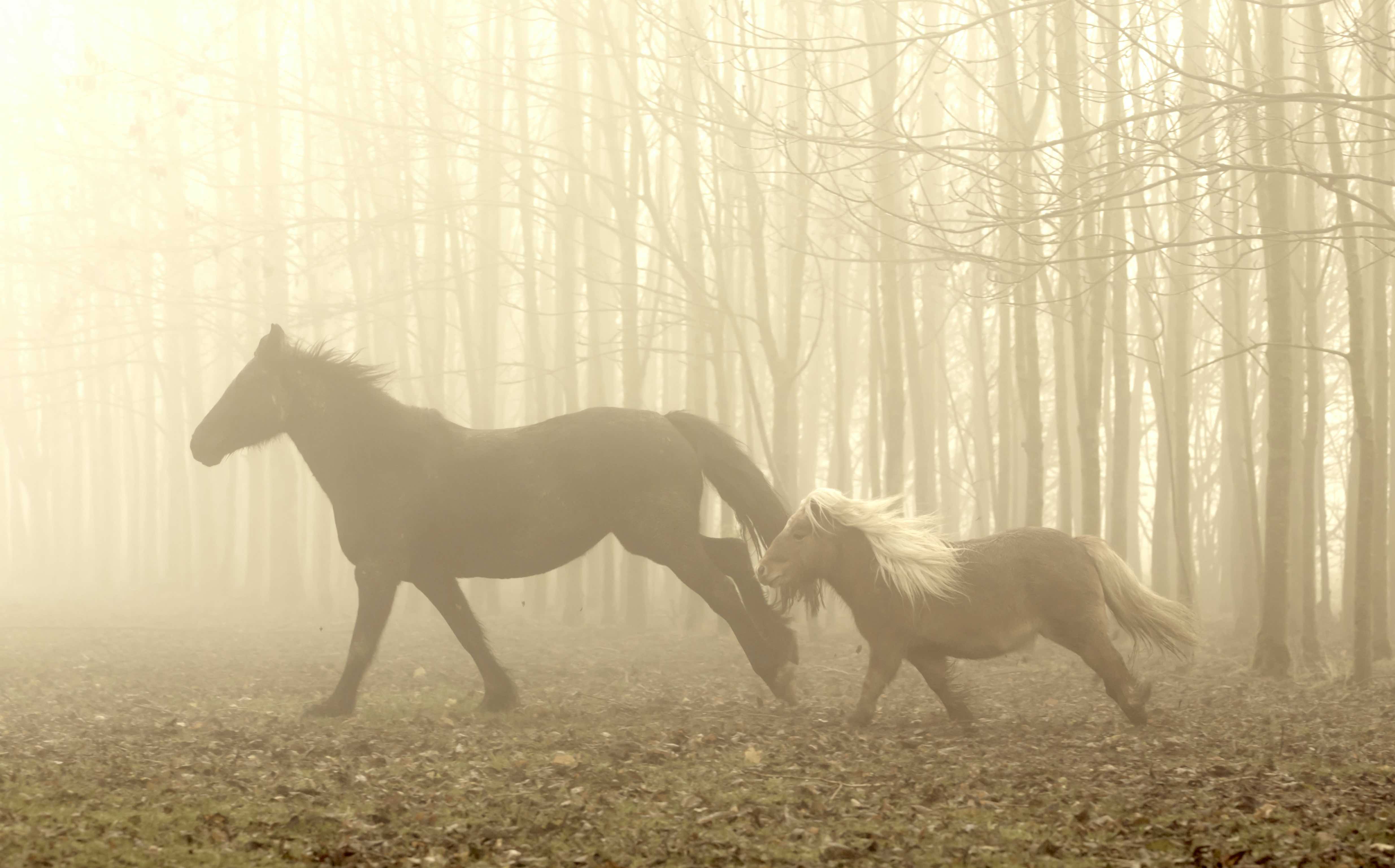 Mauke beim Pferd - Was ist das eigentlich und was hilft?