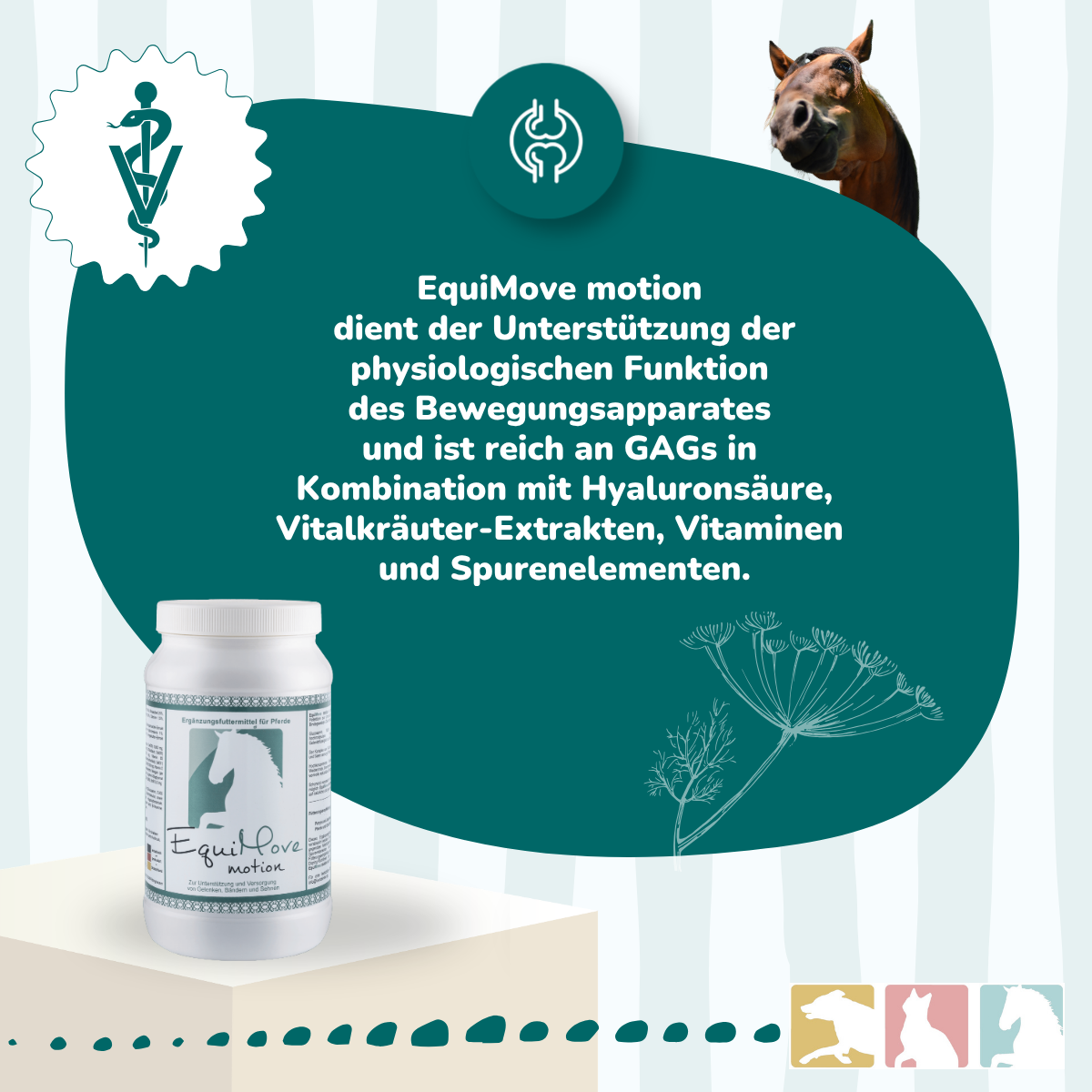 EquiMove motion