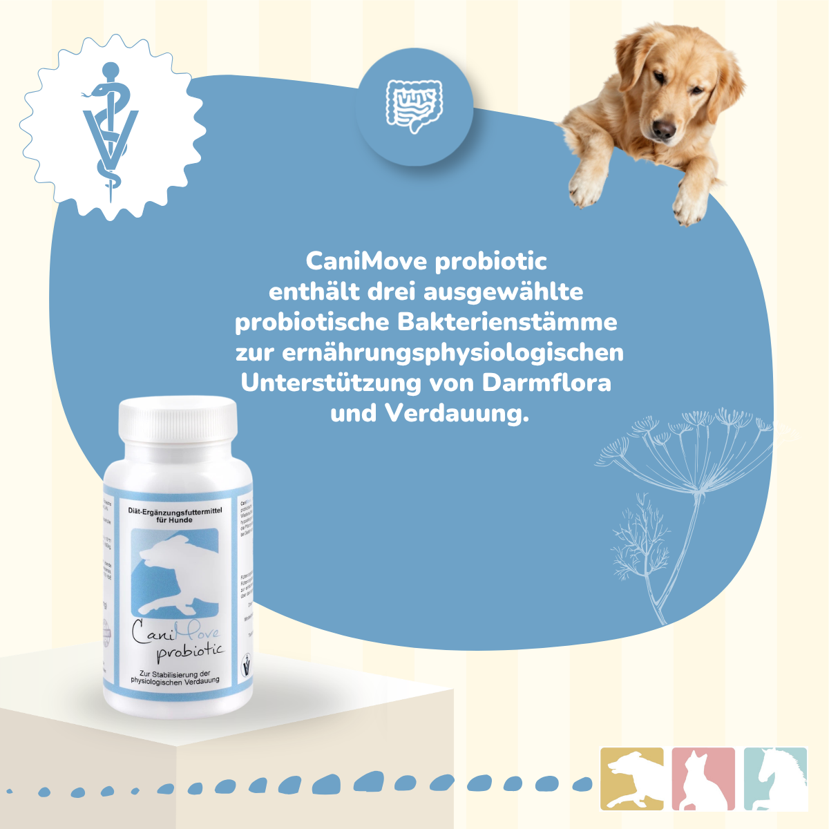 CaniMove probiotic