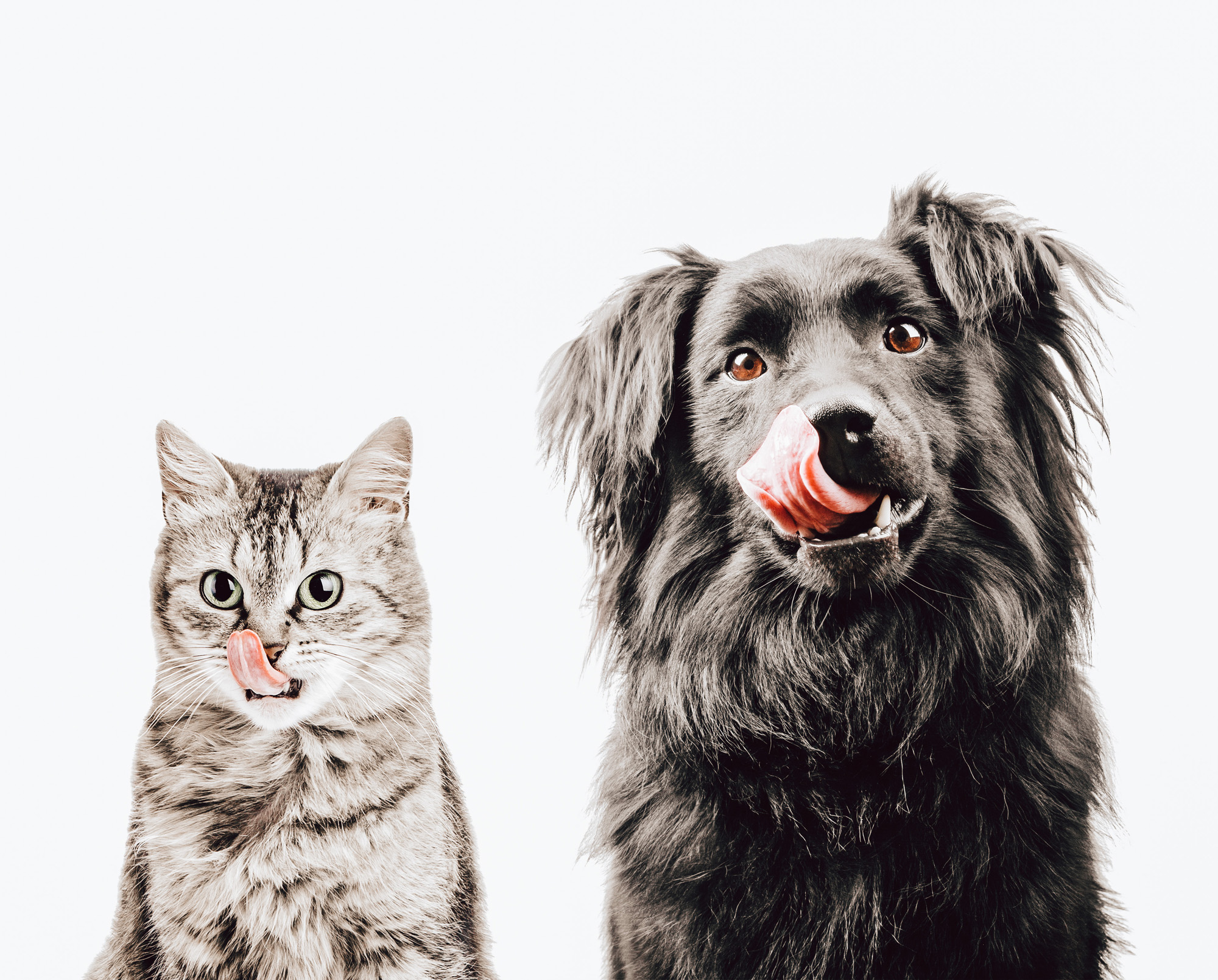 Chronische Dünndarmentzündungen