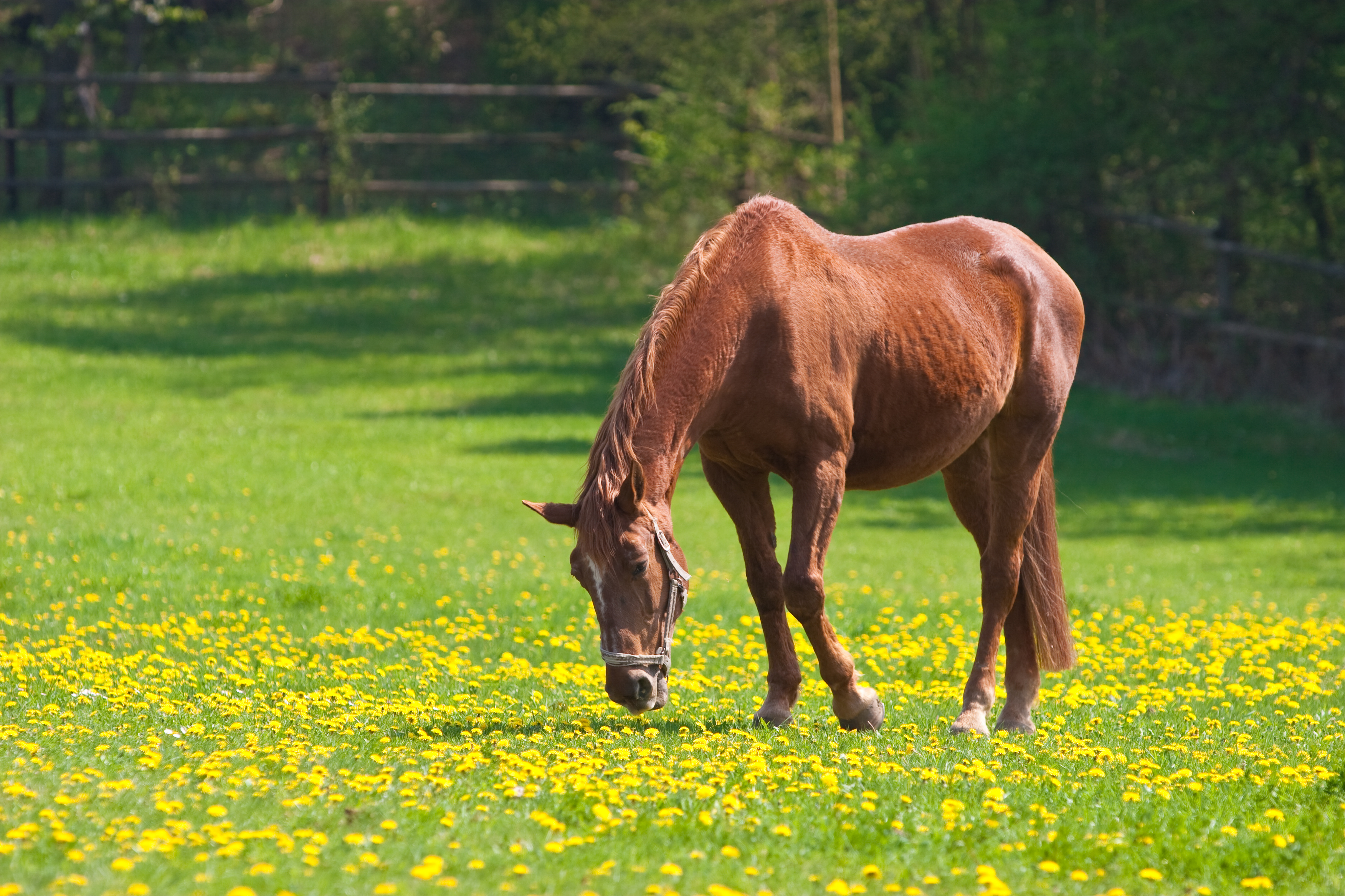 Kotwasser beim Pferd - Ursachen und Behandlung