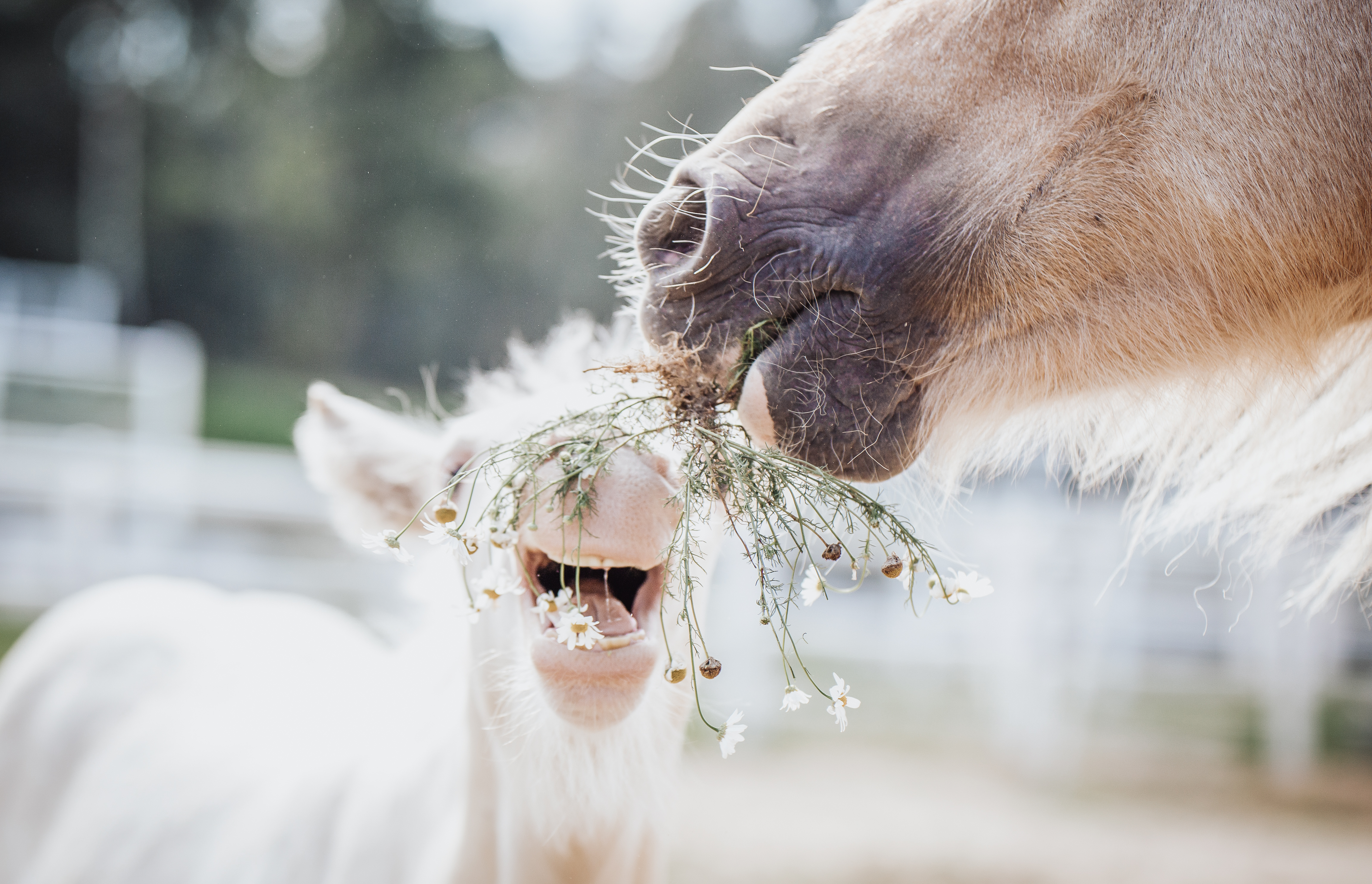 Der gestresste Pferde-Magen - Was eine Meeresalge dagegen tun kann