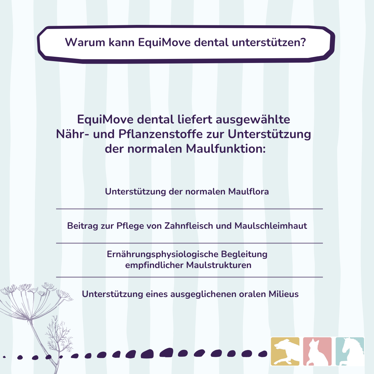 EquiMove dental