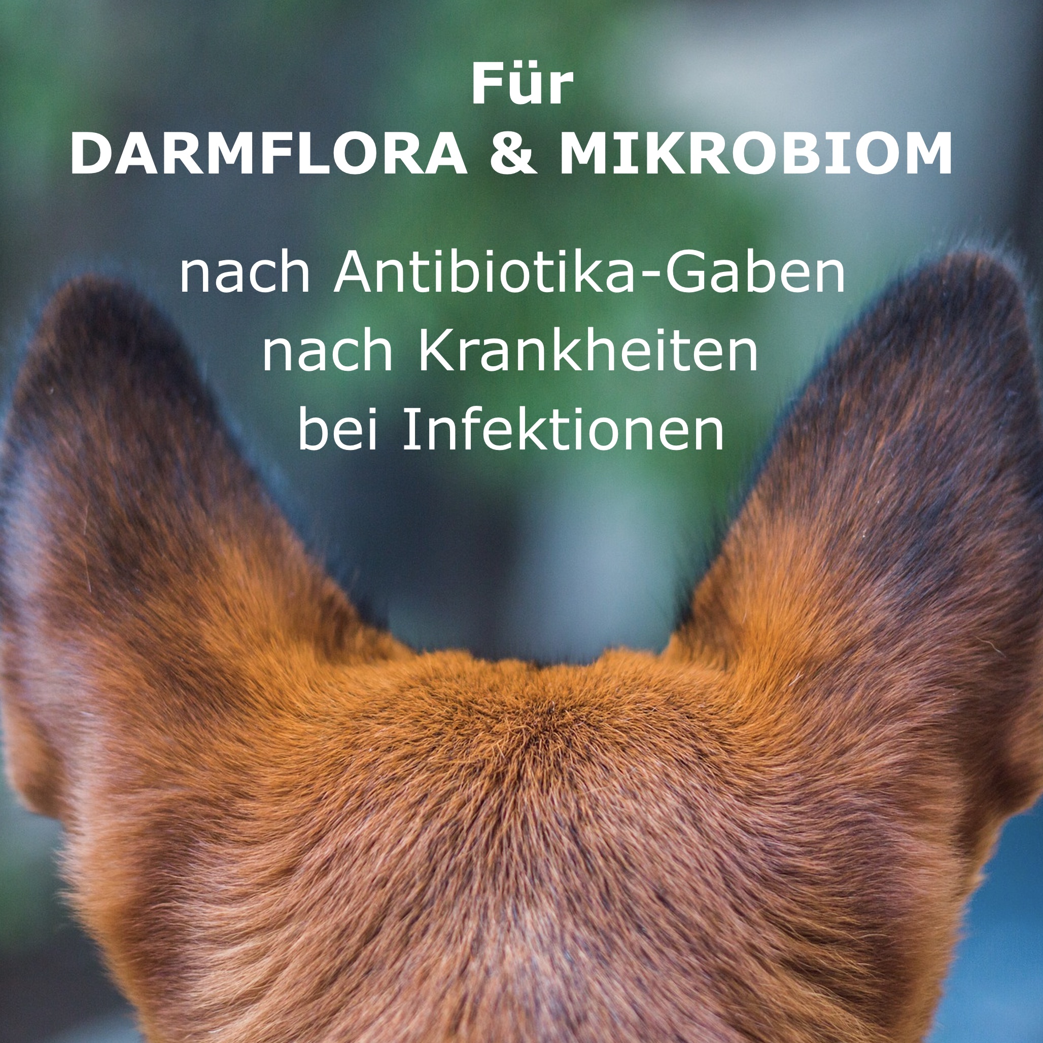 Anwendungsgebiete