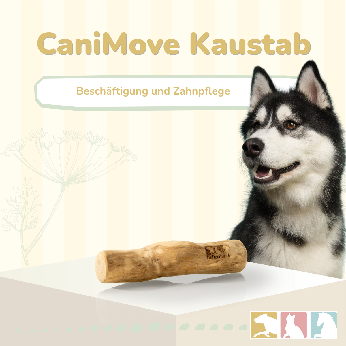 Kaustab (Kaffeeholz)