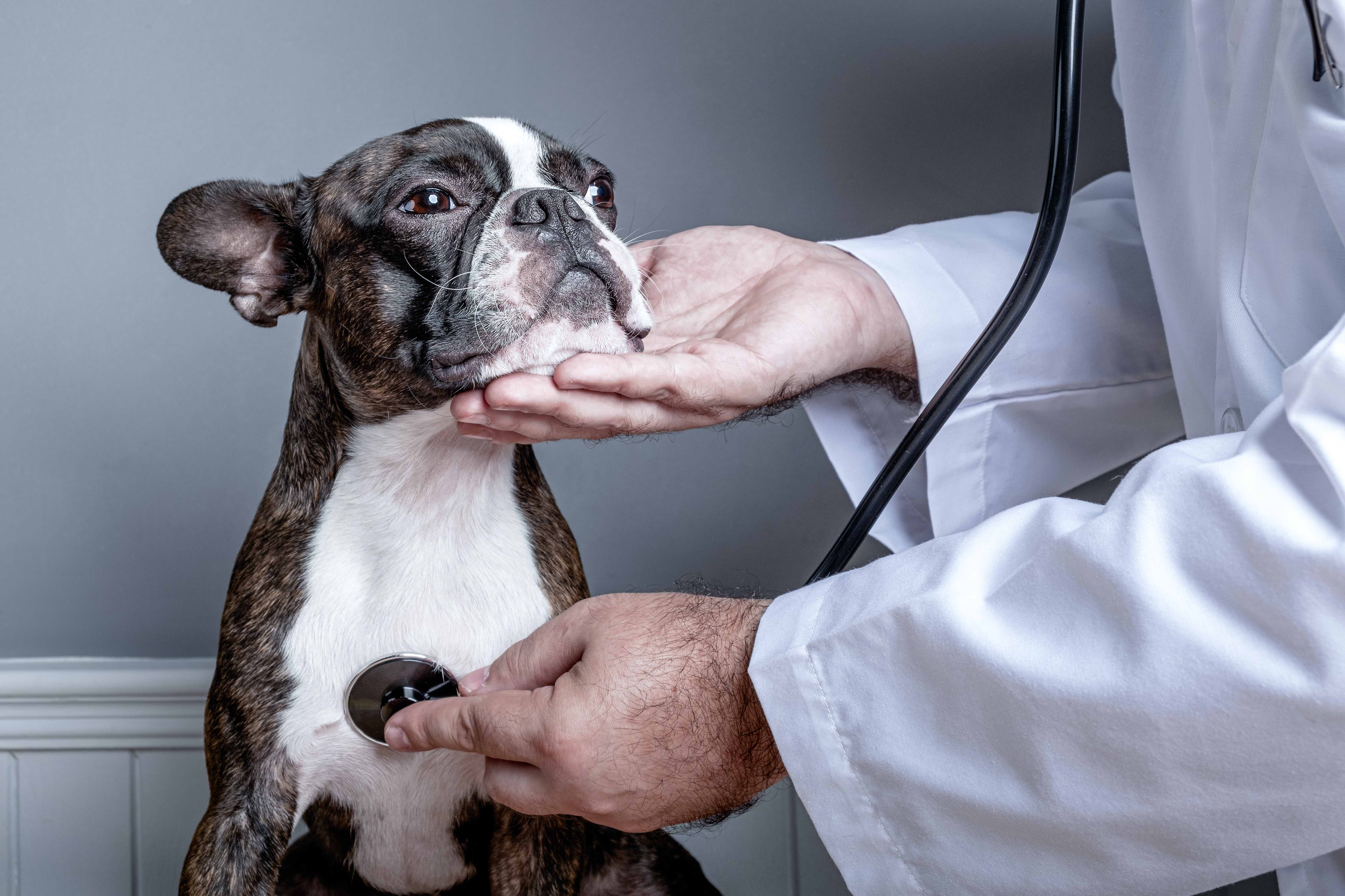 Zwingerhusten beim Hund - Symptome, Behandlung, Vorbeugung