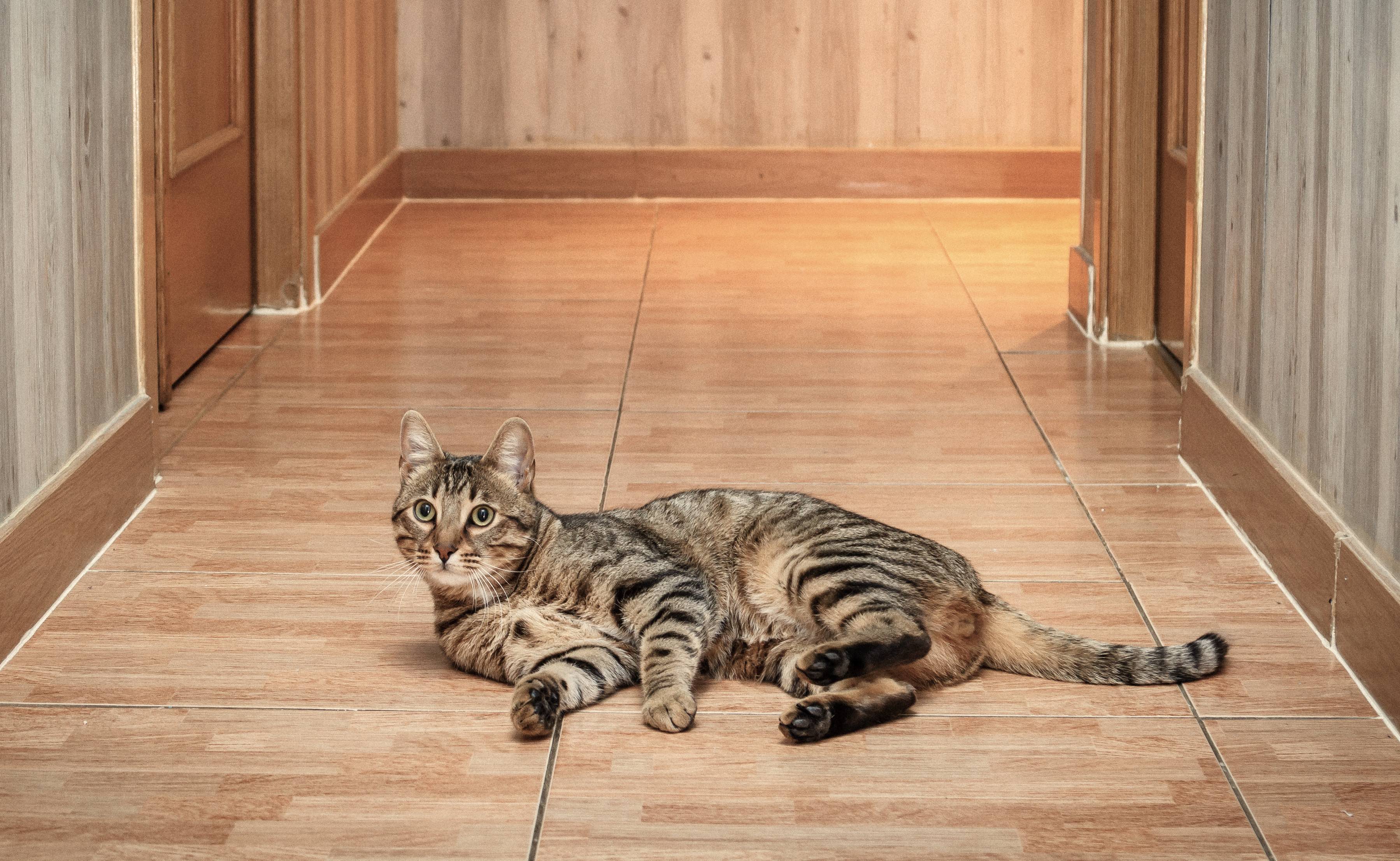 PEA und EPA zur Immunmodulation bei Katzen