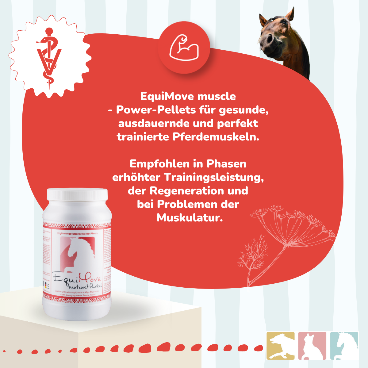 EquiMove muscle