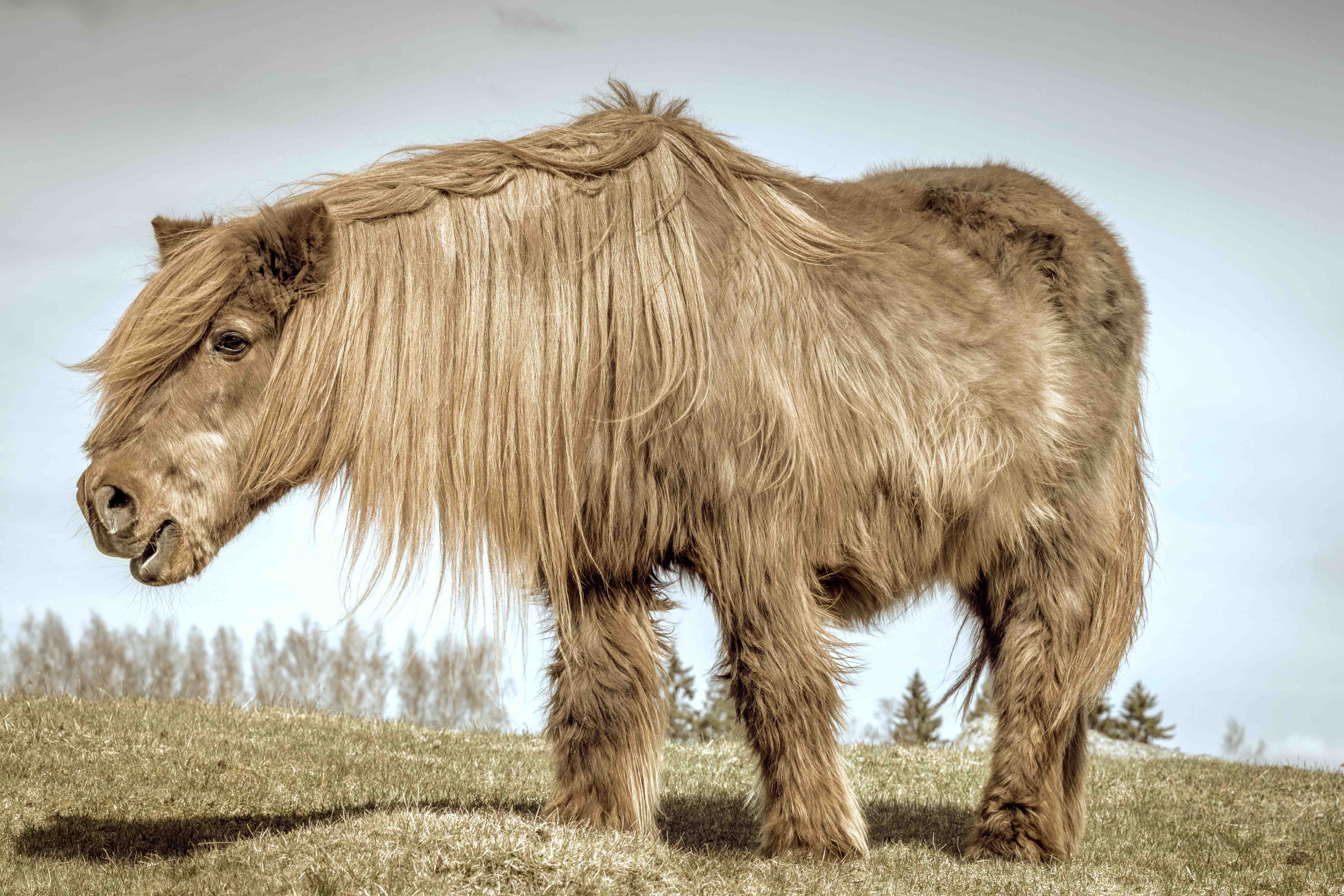 ECS - Equine Cushing Syndrom / PPID - Pituary Pars Intermedia Dysfunction oder „Einfach Chronischer Stress?“