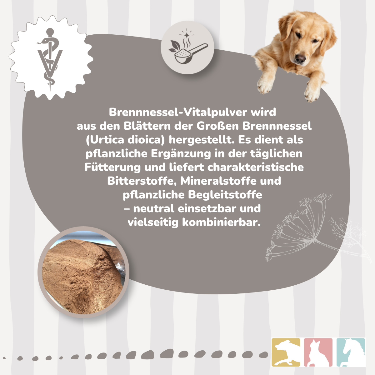 Brennnessel (konz.)