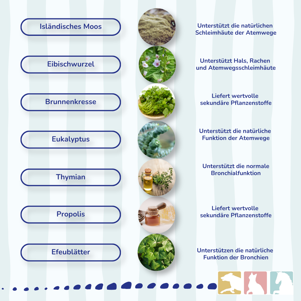 EquiMove bronchial