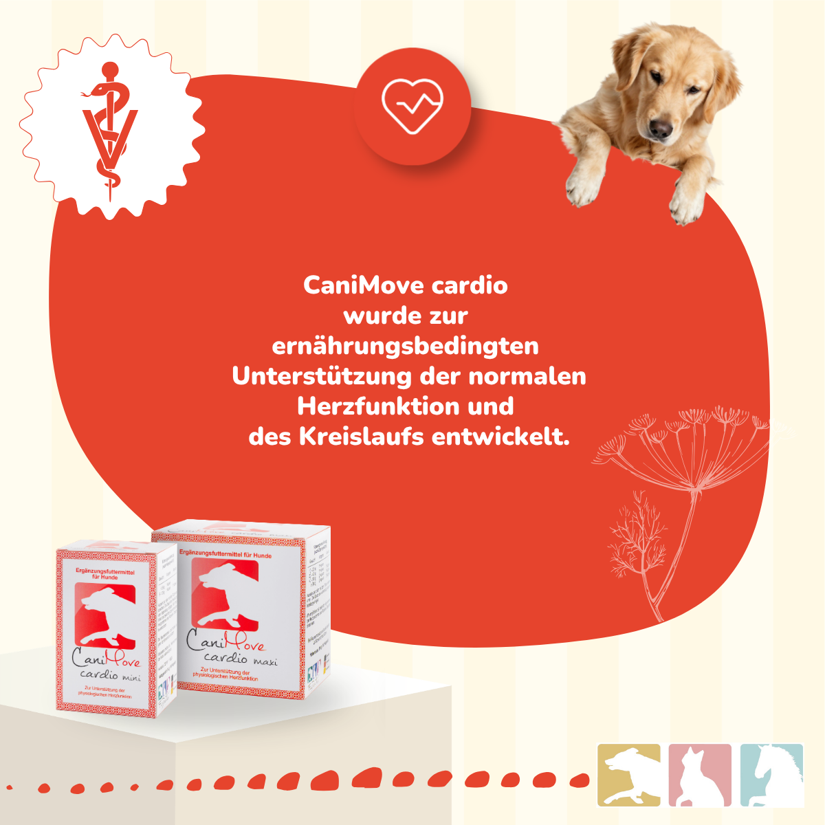 CaniMove cardio