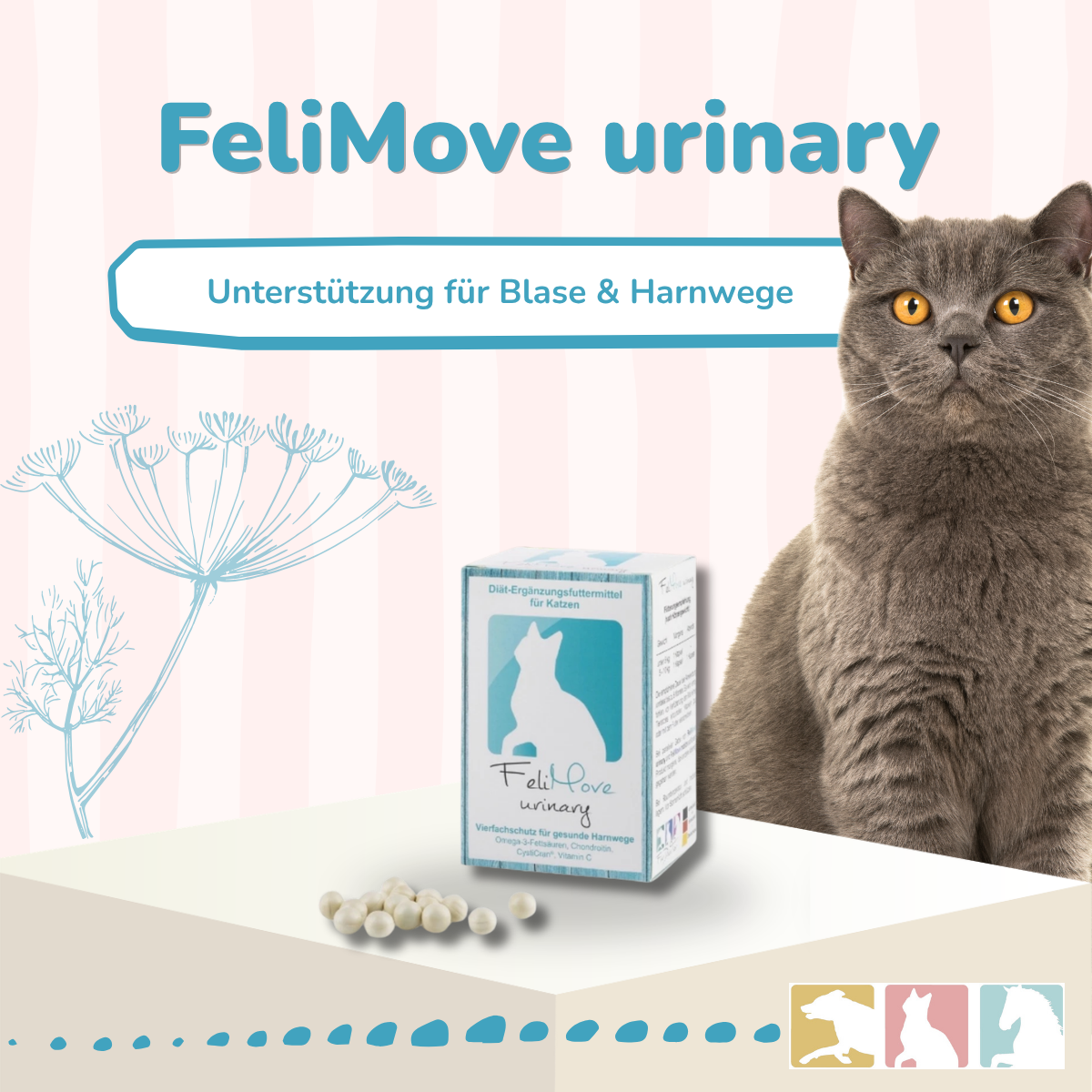FeliMove urinary - MHD (09/26) Aktion