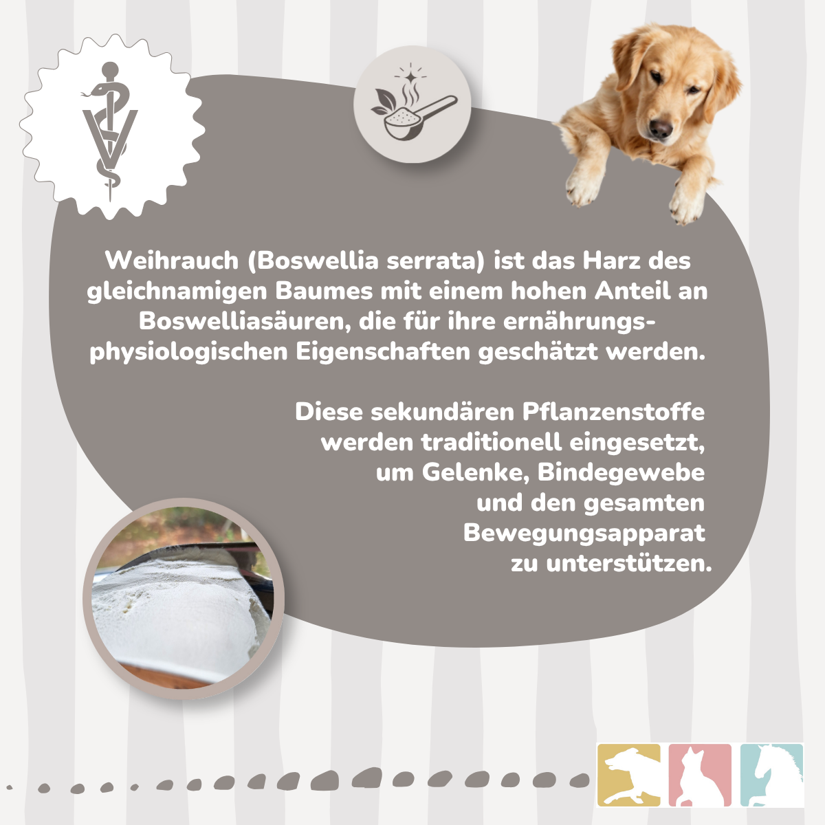 Weihrauch (Boswellia)