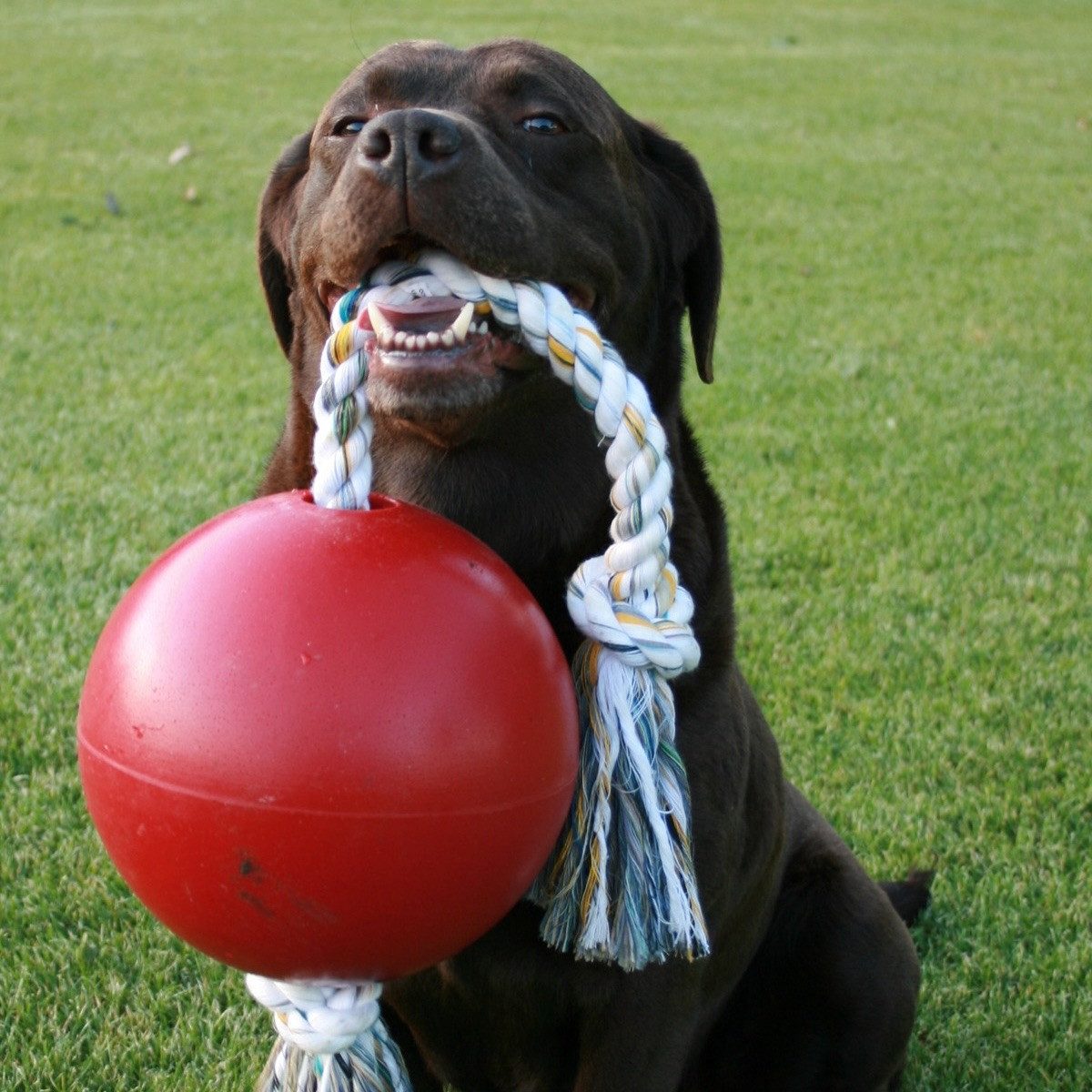 Jolly Pets JOLL051A - Ball Romp-n-Roll, 20 cm