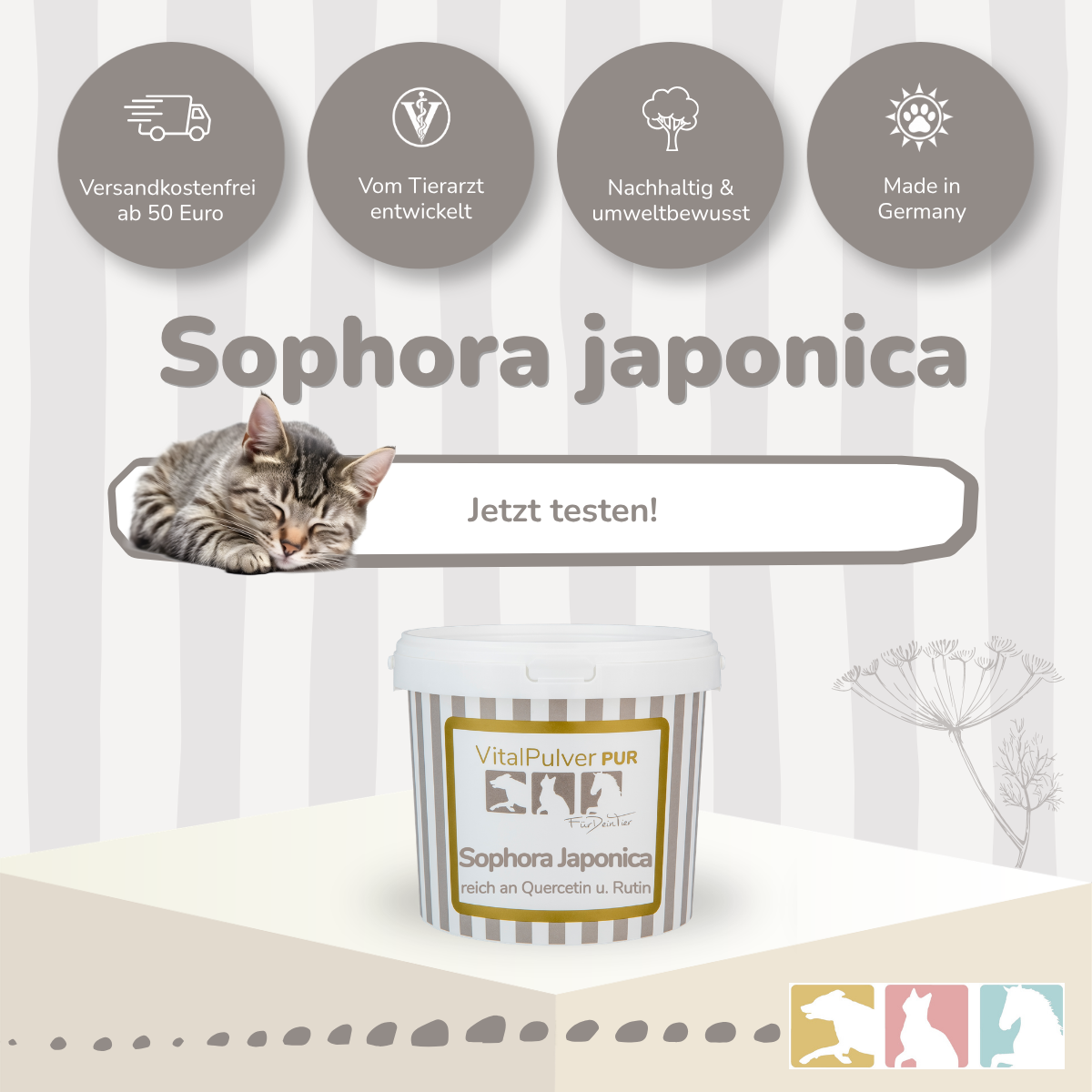 Sophora