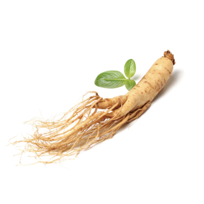 Sibirischer Ginseng