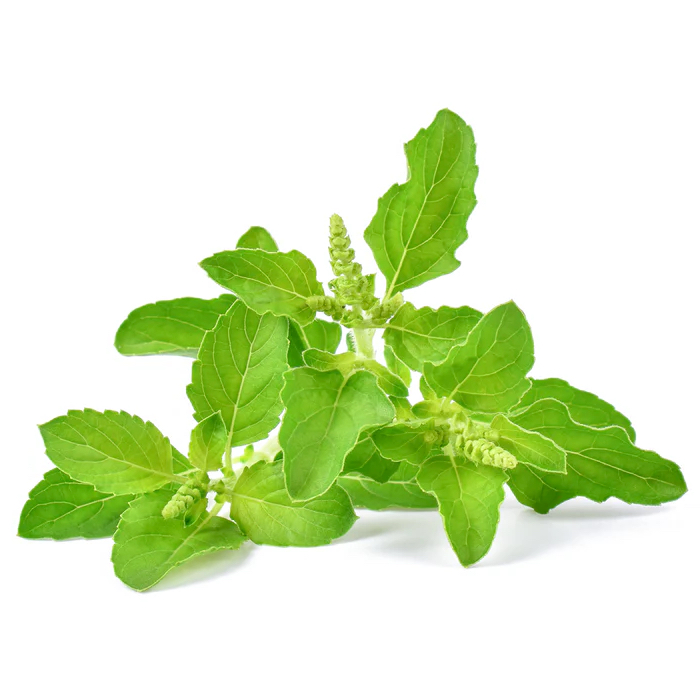 Tulsi