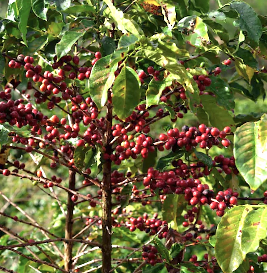 Kaffeebaum (Coffee Wood)