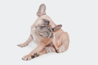 Pyodermie (Bakterielle Infektionen der Haut) | Krankheitslexikon | Für ...