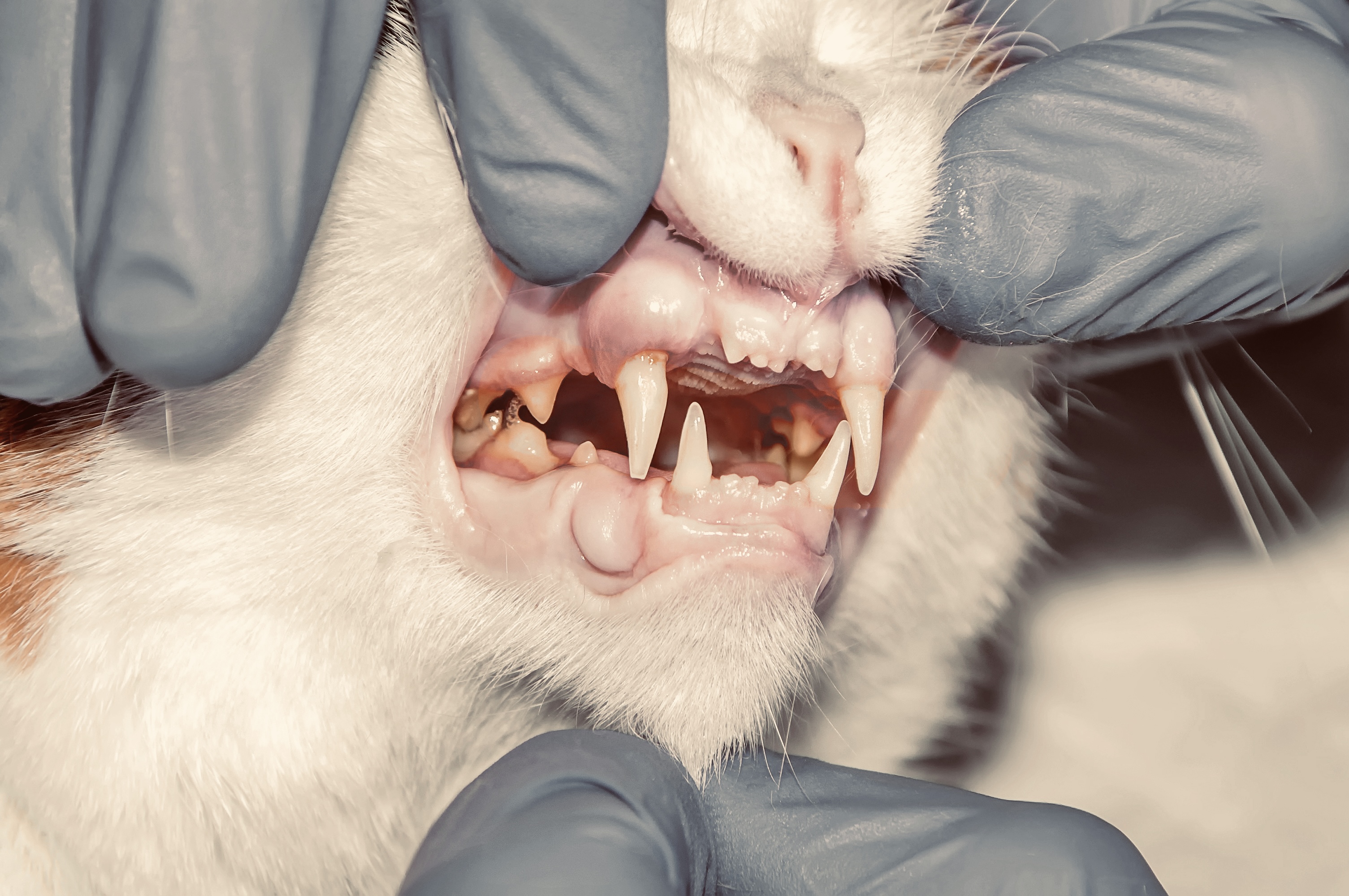 Zahnfleischentzündungen (Gingivitis)