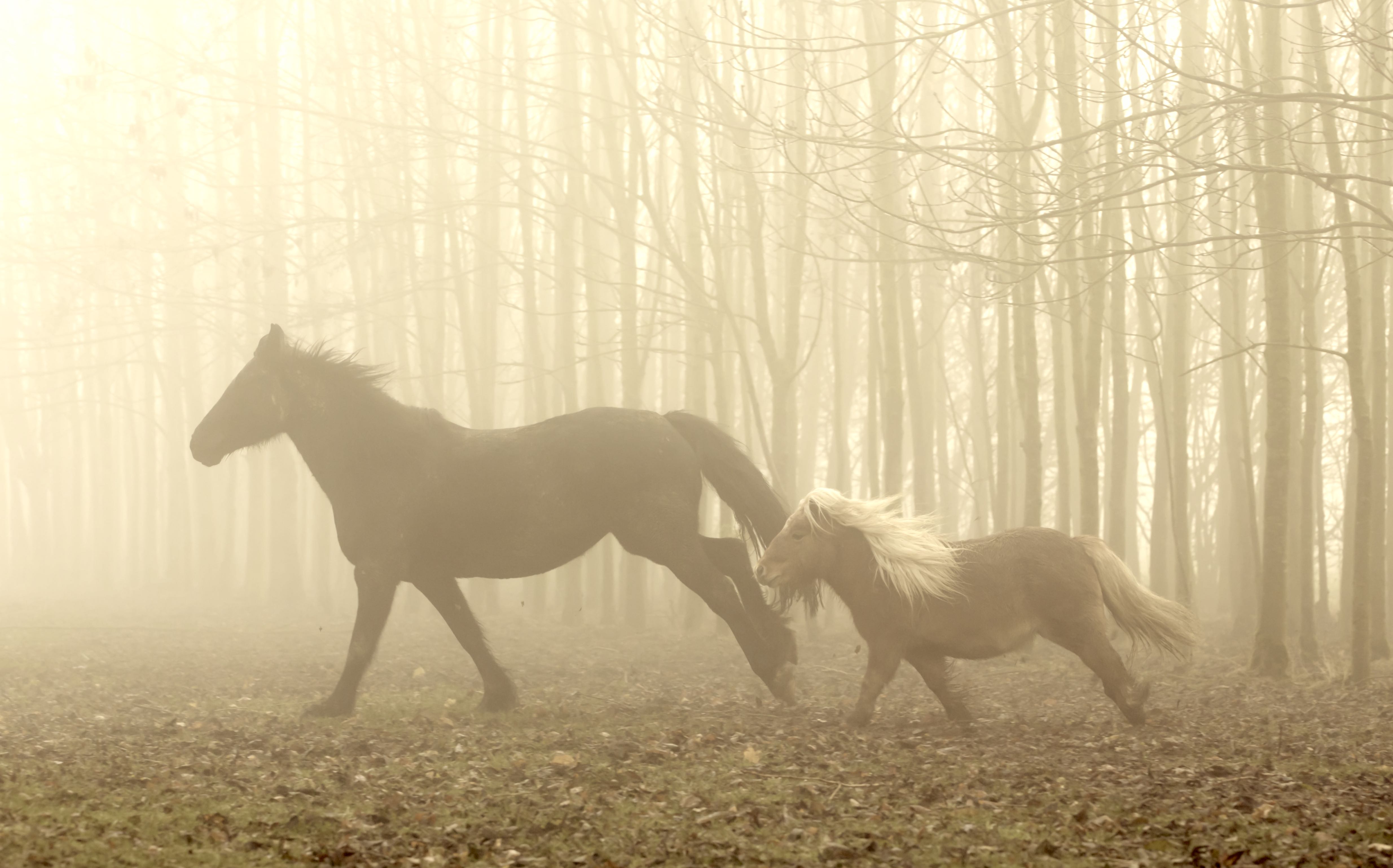 EquiMove fertile